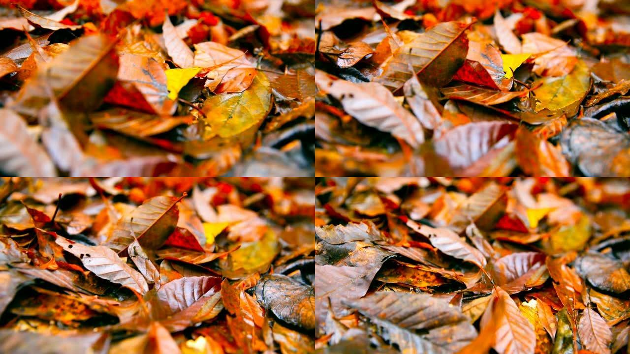 树叶躺在地上秋叶落叶特写金色秋叶