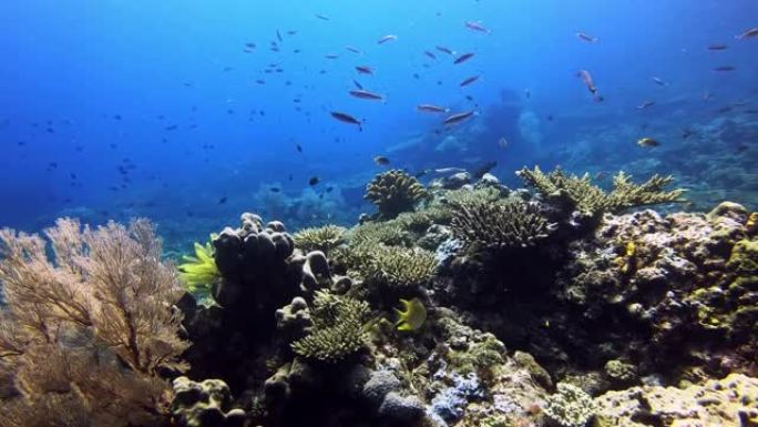 欢迎来到珊瑚礁海鱼深海海岛深水