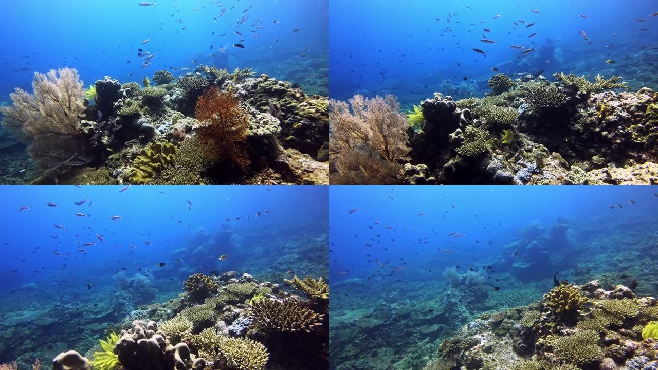 欢迎来到珊瑚礁海鱼深海海岛深水