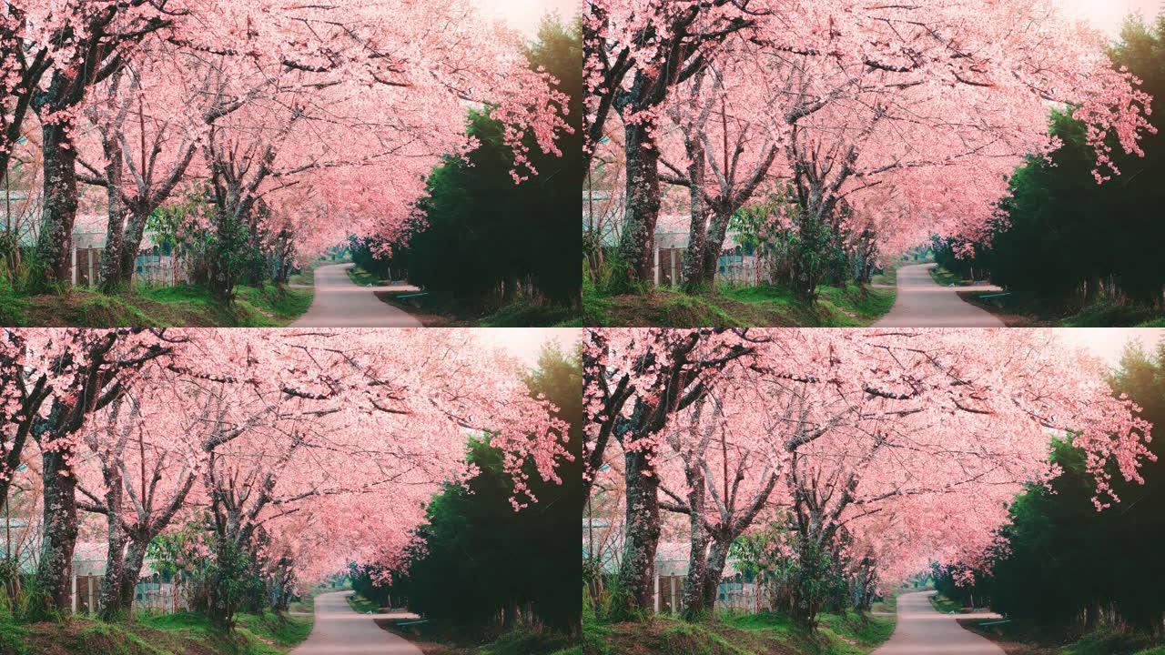 清迈的春天粉红色樱花