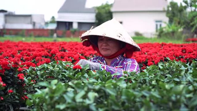 越南同塔省萨德茨的越南园丁修剪红花花园的4k镜头，传统和文化观念