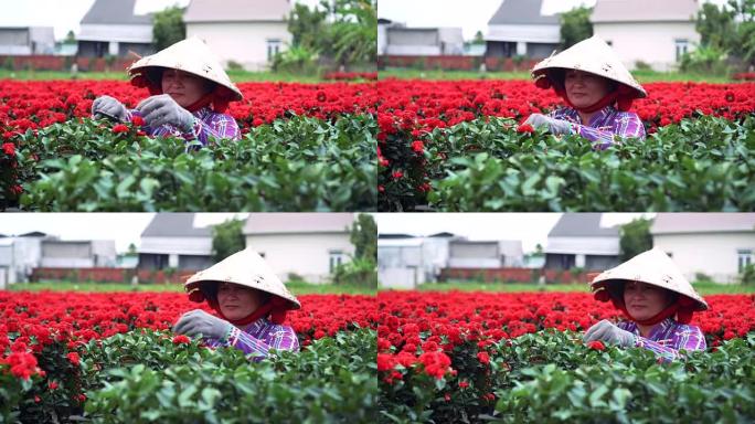 越南同塔省萨德茨的越南园丁修剪红花花园的4k镜头，传统和文化观念