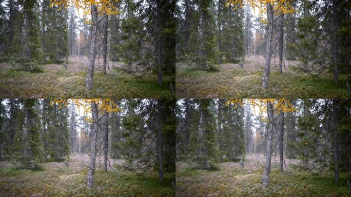 芬兰拉普兰秋季会议。秋天的森林，秋天的橙色秋叶和雪。慢动作镜头