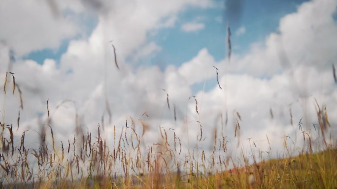 草原蓝天白云野草