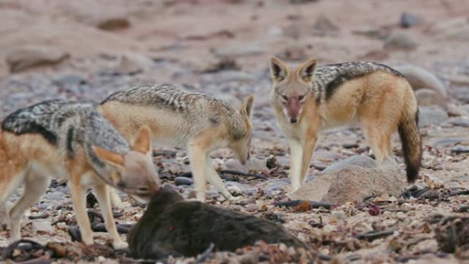 4k三只黑背胡狼的特写视图，其中一只以纳米比亚纳米布沙漠海岸线上的海豹幼崽尸体为食