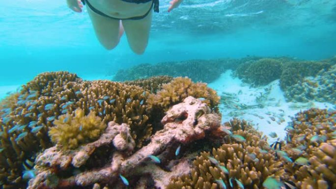 水下: 探索海洋的年轻女子慢慢接近活珊瑚