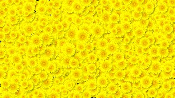 美丽的花朵黄色蒲公英覆盖在屏幕上。盛开的花朵动画与阿尔法哑光。对过渡很有用。春天的自然与新生活理念。