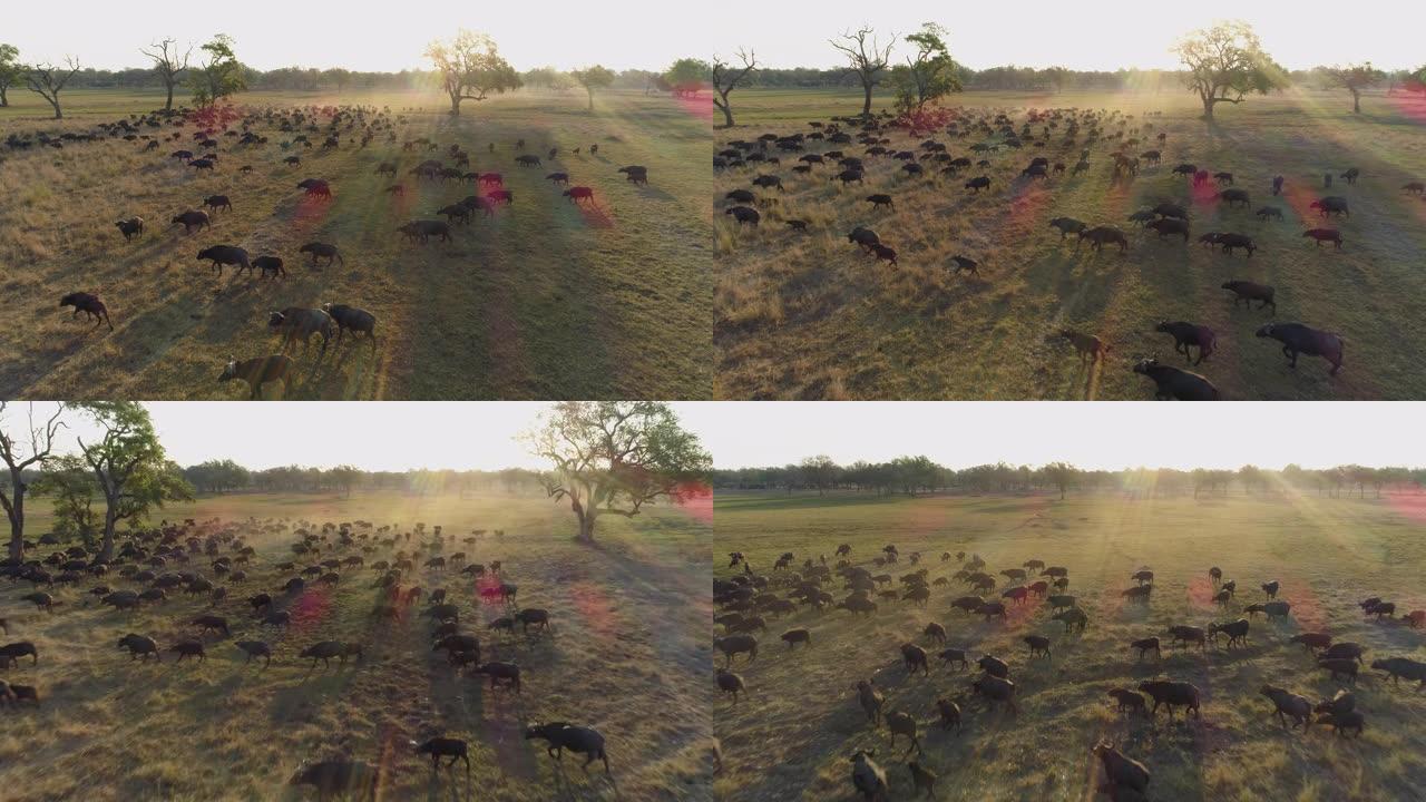 4k空中飞越在津巴布韦荒野中行走的一大群水牛的鸟瞰图