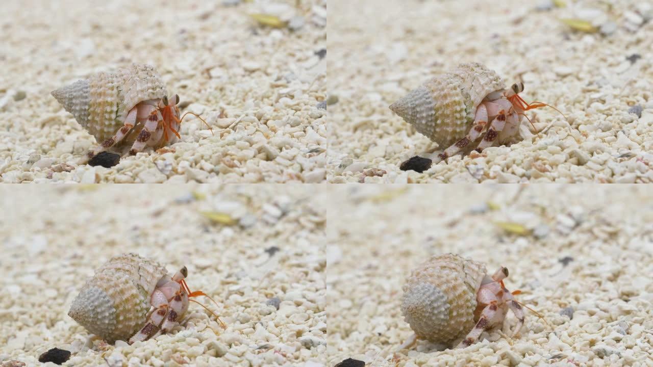 宏观: 微小的白色寄居蟹探索热带岛屿的沙质海岸线。