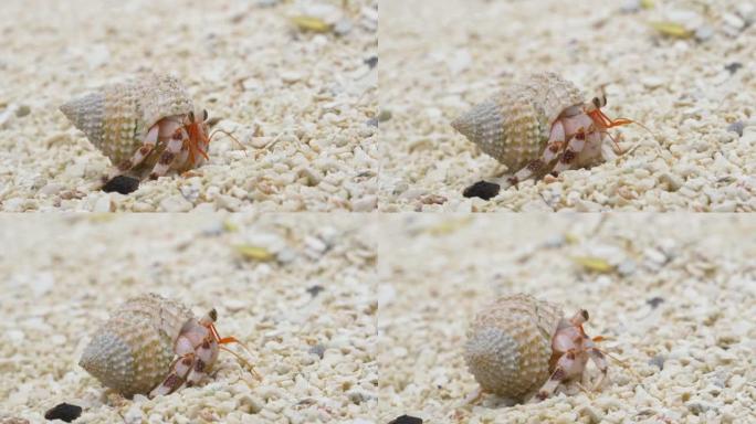 宏观: 微小的白色寄居蟹探索热带岛屿的沙质海岸线。