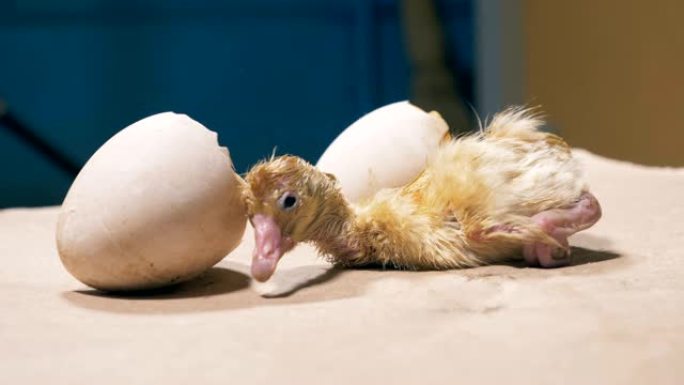 小鸡在蛋壳附近摇晃，特写。