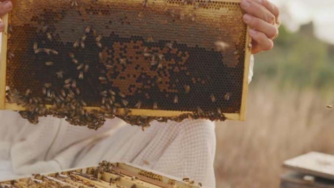 日落时收获蜂蜜日落时收获蜂蜜