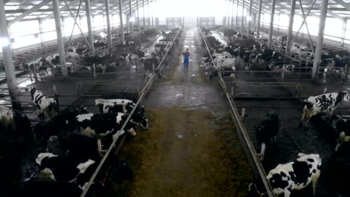 一个男人走在一个大牛棚里，向后看。