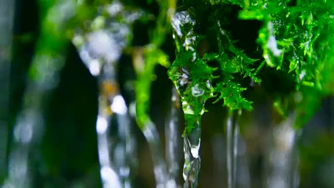 落水的绿色苔藓落水的绿色苔藓