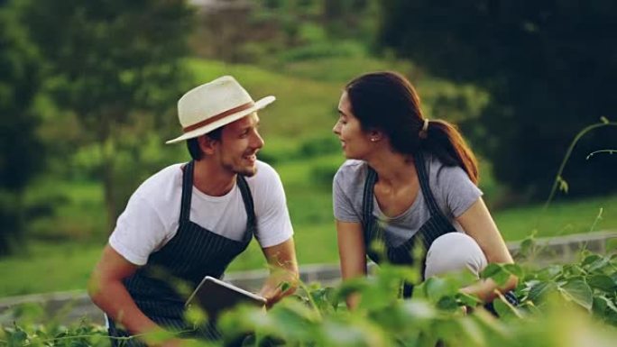 在农场玩得开心外国人外国男女亲吻爱情