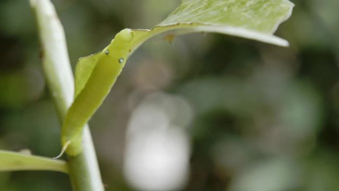 毛毛虫绿虫。昆虫吃食叶绿色虫子有机无害