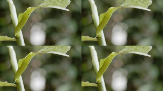 毛毛虫绿虫。昆虫吃食叶绿色虫子有机无害