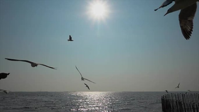 慢动作海鸥和日落海鸥觅食天际线海鸥群飞