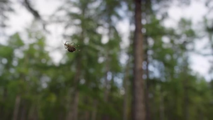 森林中的蜘蛛在网上行走