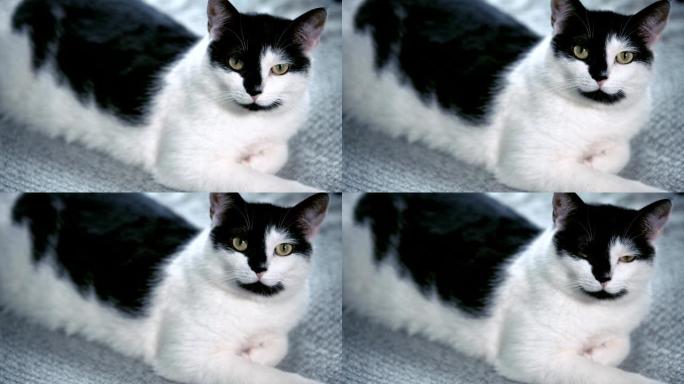可爱的黑白猫看着相机