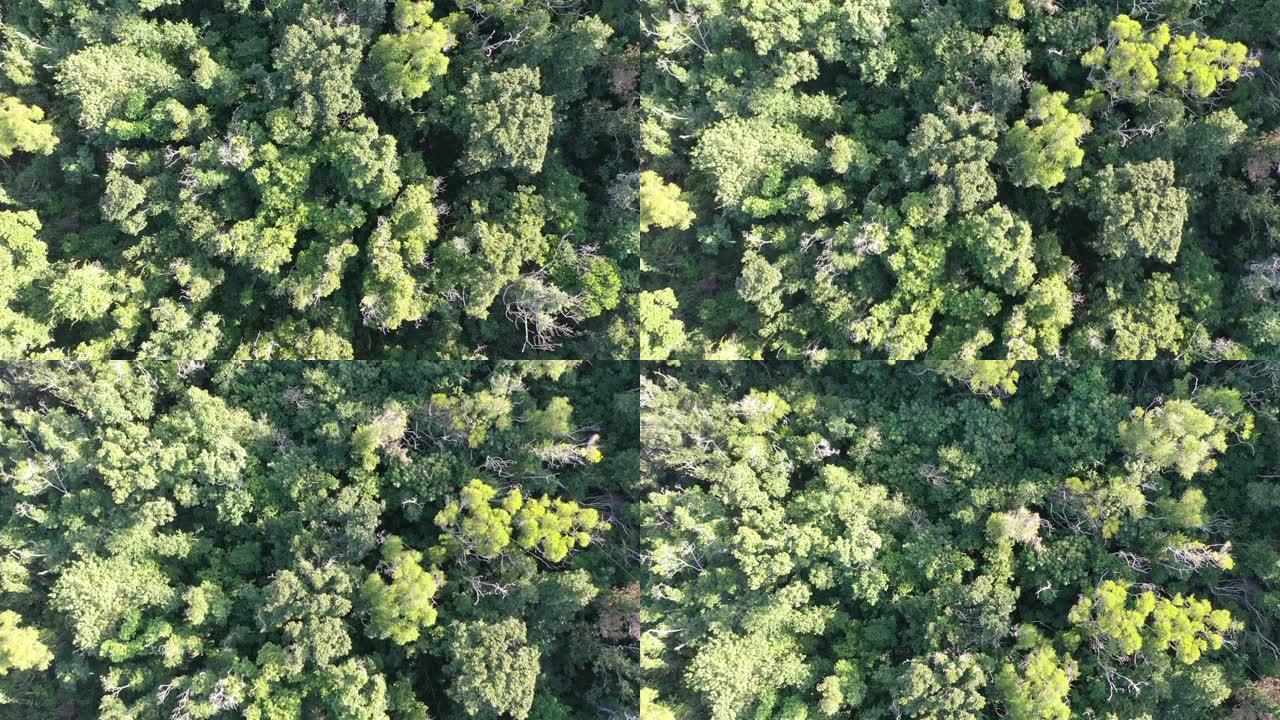 香港一片森林的鸟瞰图