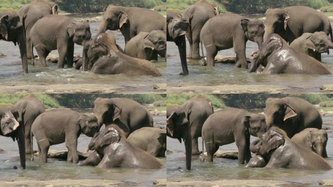 MS大象沐浴，躺在水中，斯里兰卡