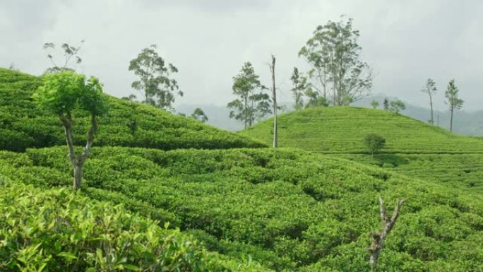 MS郁郁葱葱的绿茶植物生长在阳光明媚的田园诗般的山坡上，斯里兰卡