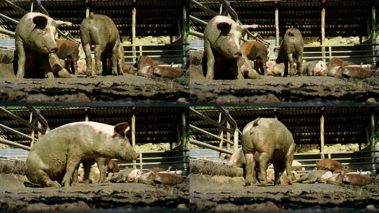 在农场，在围场里，一群猪 (粉红色，棕色) 在不同的方向玩耍和奔跑，