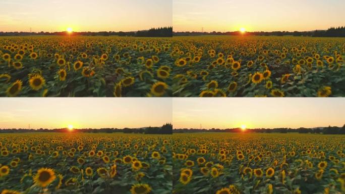 WS摇摄在斯洛文尼亚日落时田园诗般的宁静乡村田野中拍摄向日葵