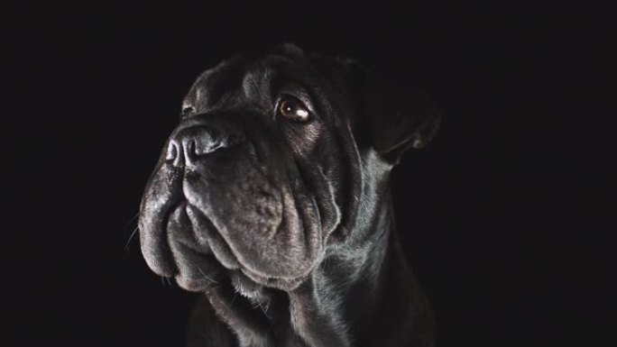 黑色背景下莎佩小狗的工作室肖像