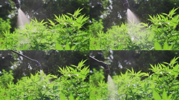用于草药替代药物和cbd油脂生产的生态和生物大麻植物的慢动作宏观。