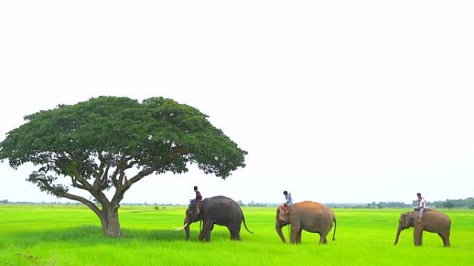 泰国素林省大象村乡村的早晨大象