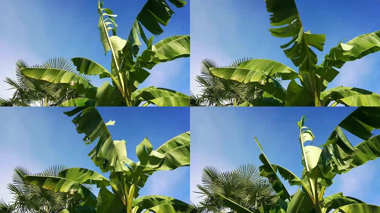 风摇摆大棕榈树实拍