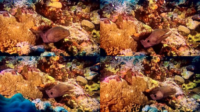 海鳗在海底。水下风景