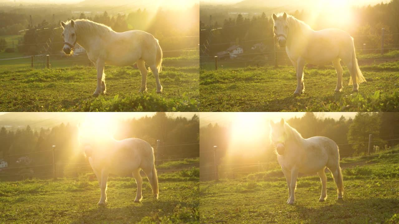 慢动作: 日落的风景镜头照耀着乡村和美丽的小马