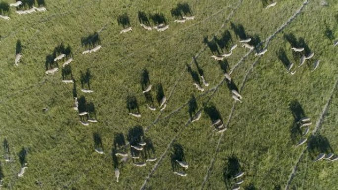 博茨瓦纳Makgadikgadi草原上放牧的一群迁徙斑马的4k圆形直下鸟瞰图