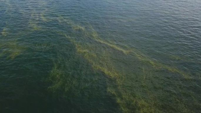 水污染航拍海洋污染泄露