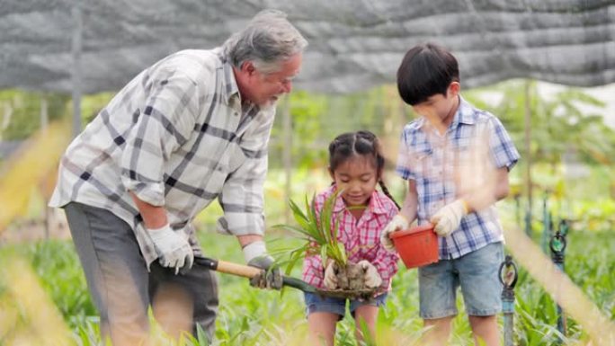 祖父带孩子园艺在花园里种植常青树。农耕，园艺，农业，收获，人，教育，有机耕作，植物护理和保护概念，春
