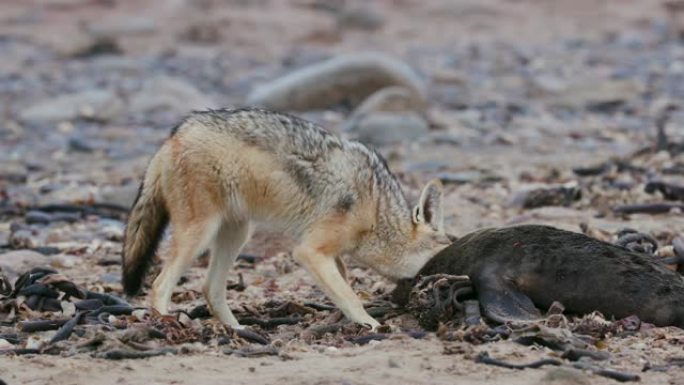 纳米比亚纳米布沙漠海岸线上的海豹幼崽尸体上的黑背jack狼的4k特写视图
