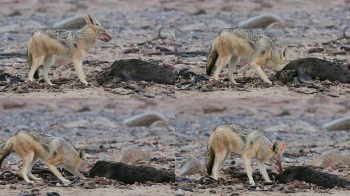 纳米比亚纳米布沙漠海岸线上的海豹幼崽尸体上的黑背jack狼的4k特写视图