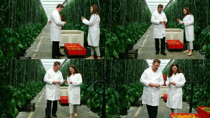 科学家在温室4k中检查黄椒