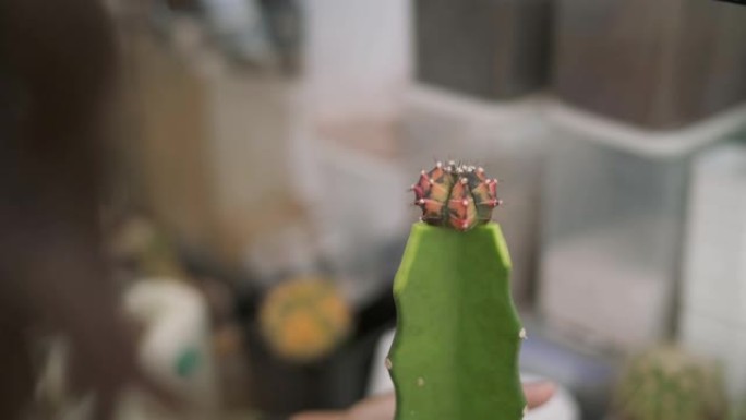 一位女园丁嫁接多肉植物