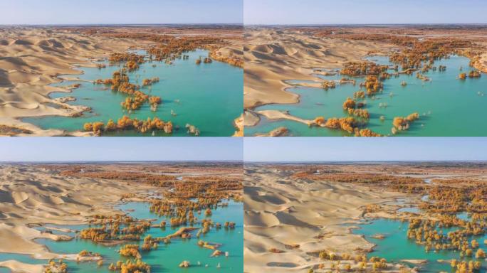 新疆鸟瞰图秋天树林沙漠绿洲沙漠湿地秋景
