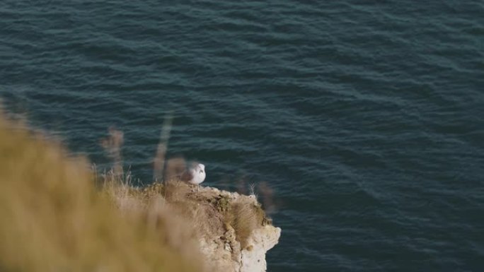 大气拍摄美丽的白色海鸥坐在白色悬崖的边缘，美丽的海洋野生动物自然景观。