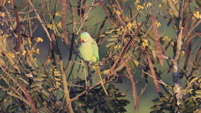 在树枝上鸣叫的野生红领绿鹦鹉