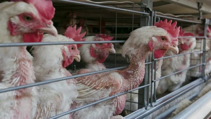 大型产卵生产农场中狭窄鸡的4k特写侧视图