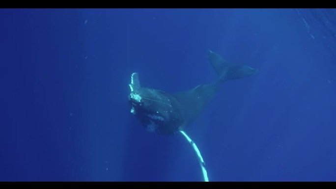 鲸鱼在海洋中游泳的场景。