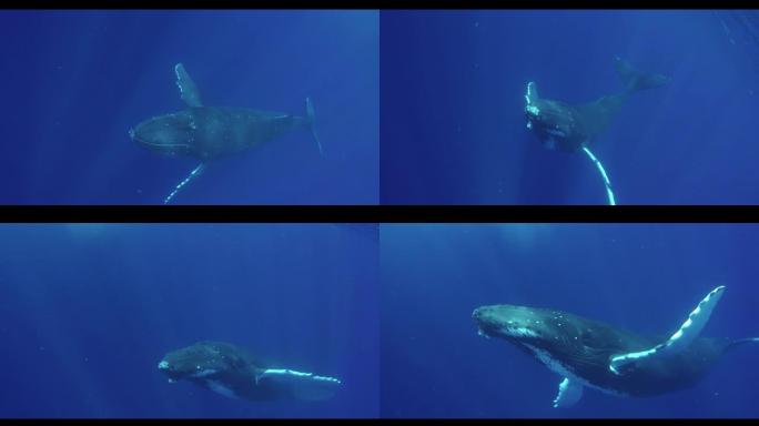 鲸鱼在海洋中游泳的场景。