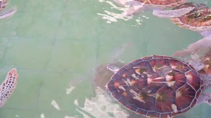 绿海龟泰国海龟