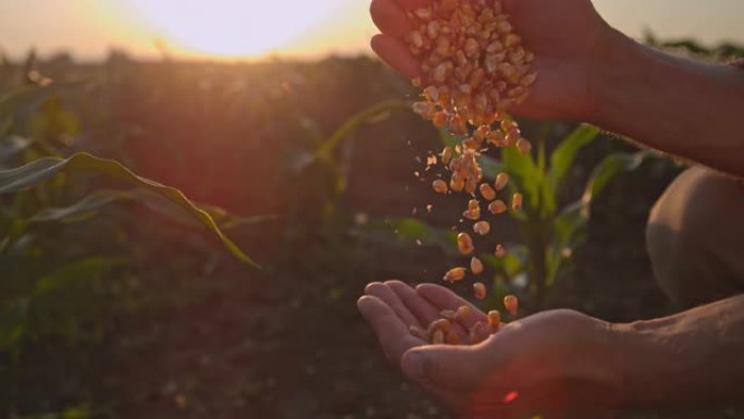 超级SLO MO农民在日落时在田间拔罐玉米粒